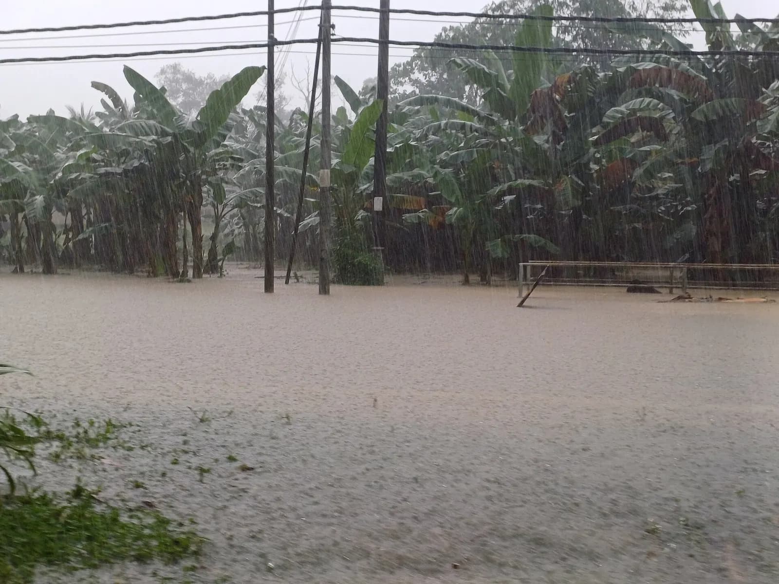 Jalan di Sandakan, Sabah, ditenggelami air banjir keruh ketika hujan lebat, dengan pokok pisang dan tiang elektrik di belakang